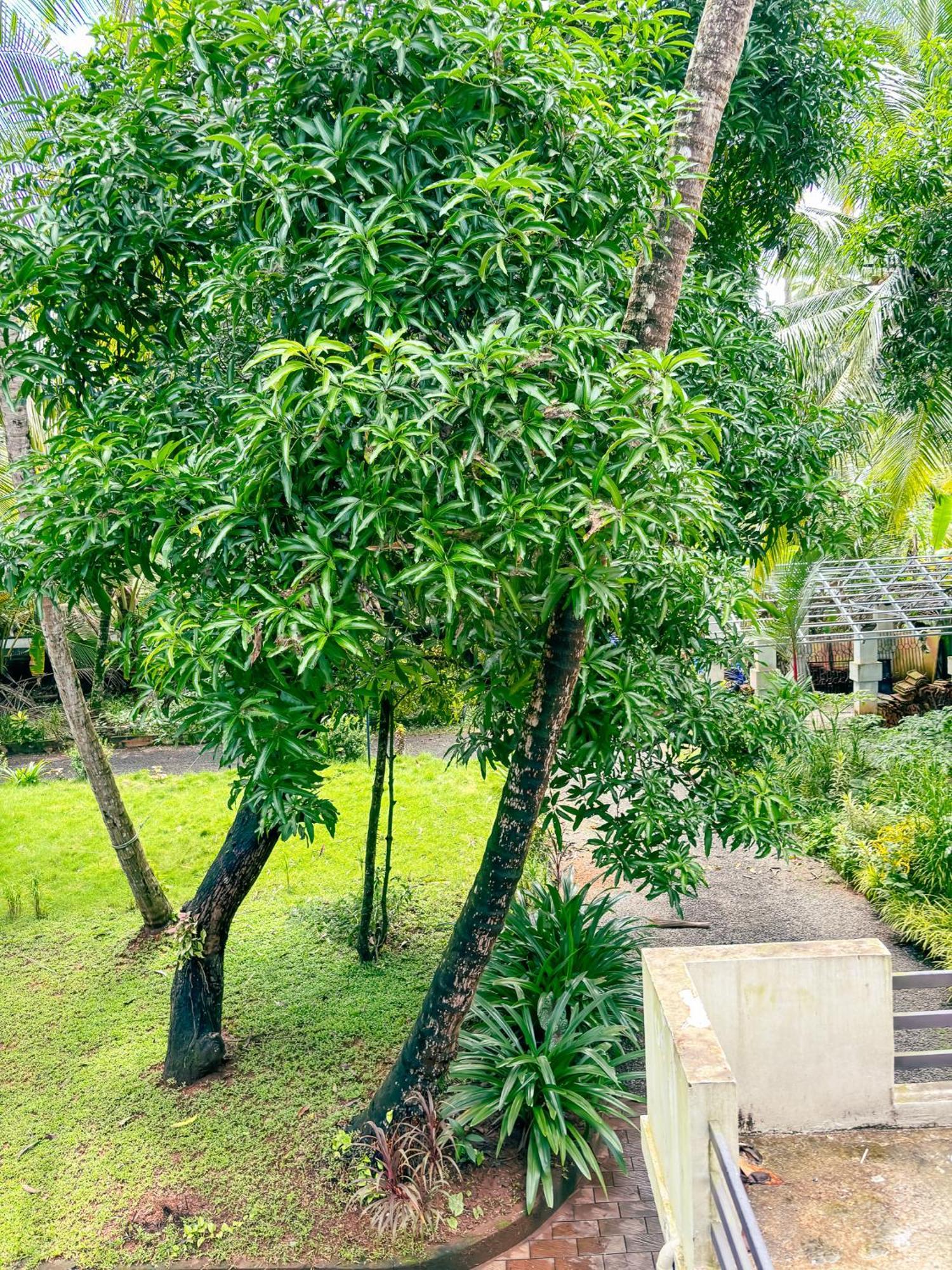 Bed and Breakfast Kadalundi Heritage Vallikkunnu Exterior foto